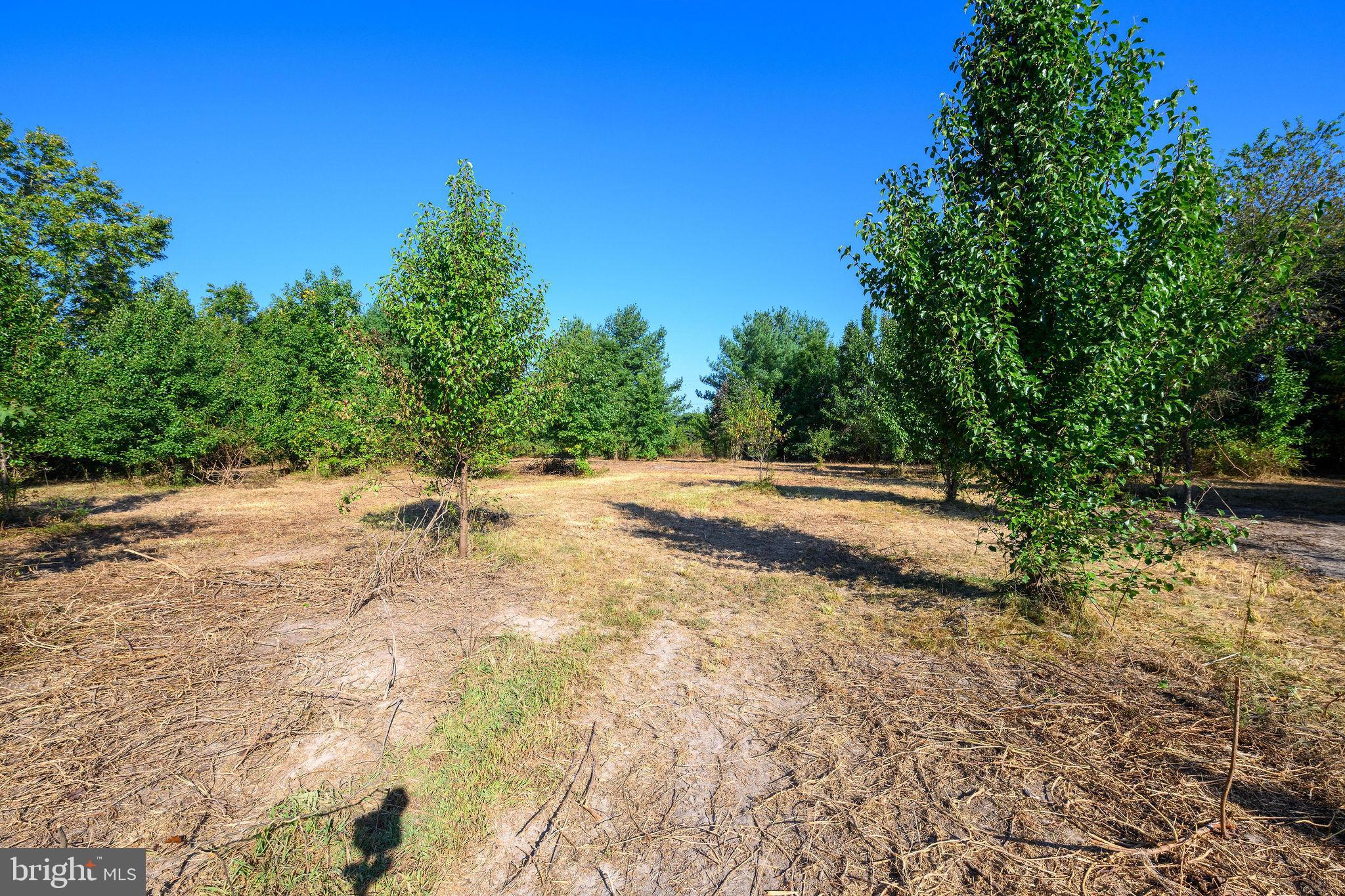 3182 Gun And Rod Club Road Houston, DE 19954 - Photo 30 of 32 a view of backyard with green space