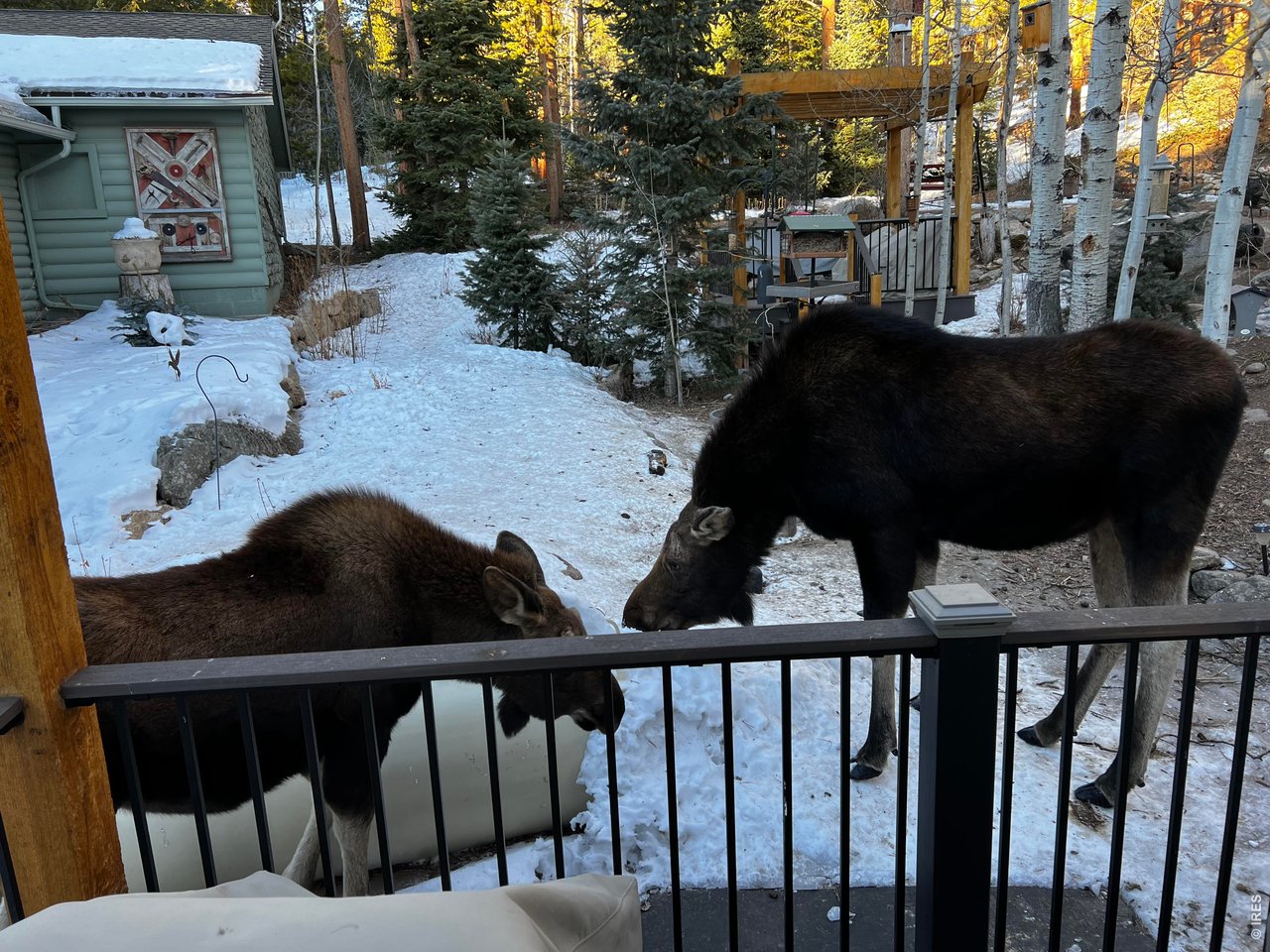 124 Ski Road Allenspark, CO 80510 - Photo 7 of 28