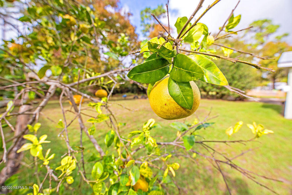 843 Viscaya Boulevard St. Augustine, FL 32086 - Photo 26 of 33 a close up of a plant