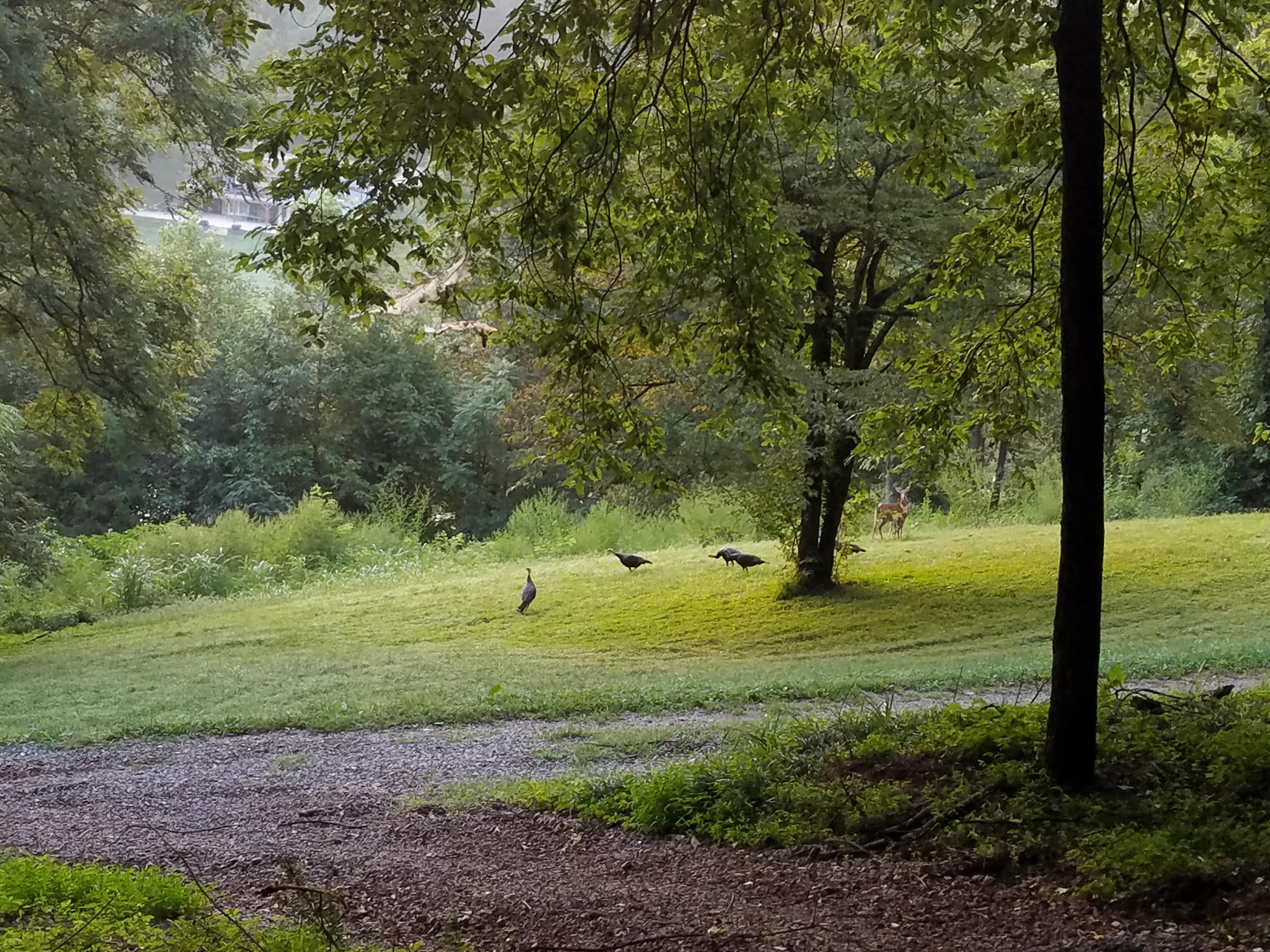 3167 Logan Hill Road Louisville, TN 37777 - Photo 6 of 40 Turkey and Deer
