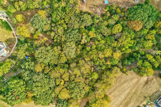 a view of a yard with plants