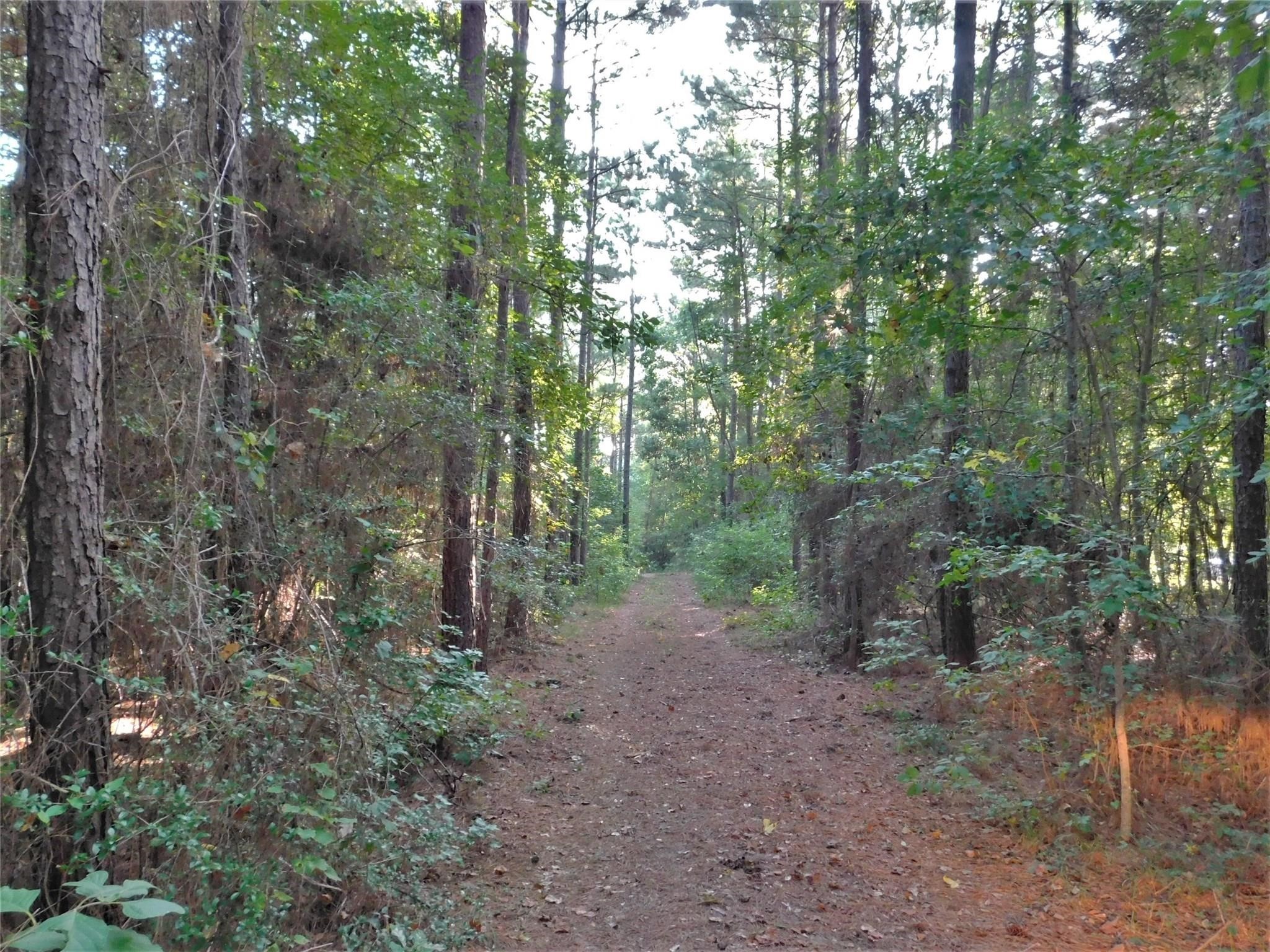 11914 Browder Traylor Road Conroe, TX 77303 - Photo 11 of 14 a view of a forest with trees