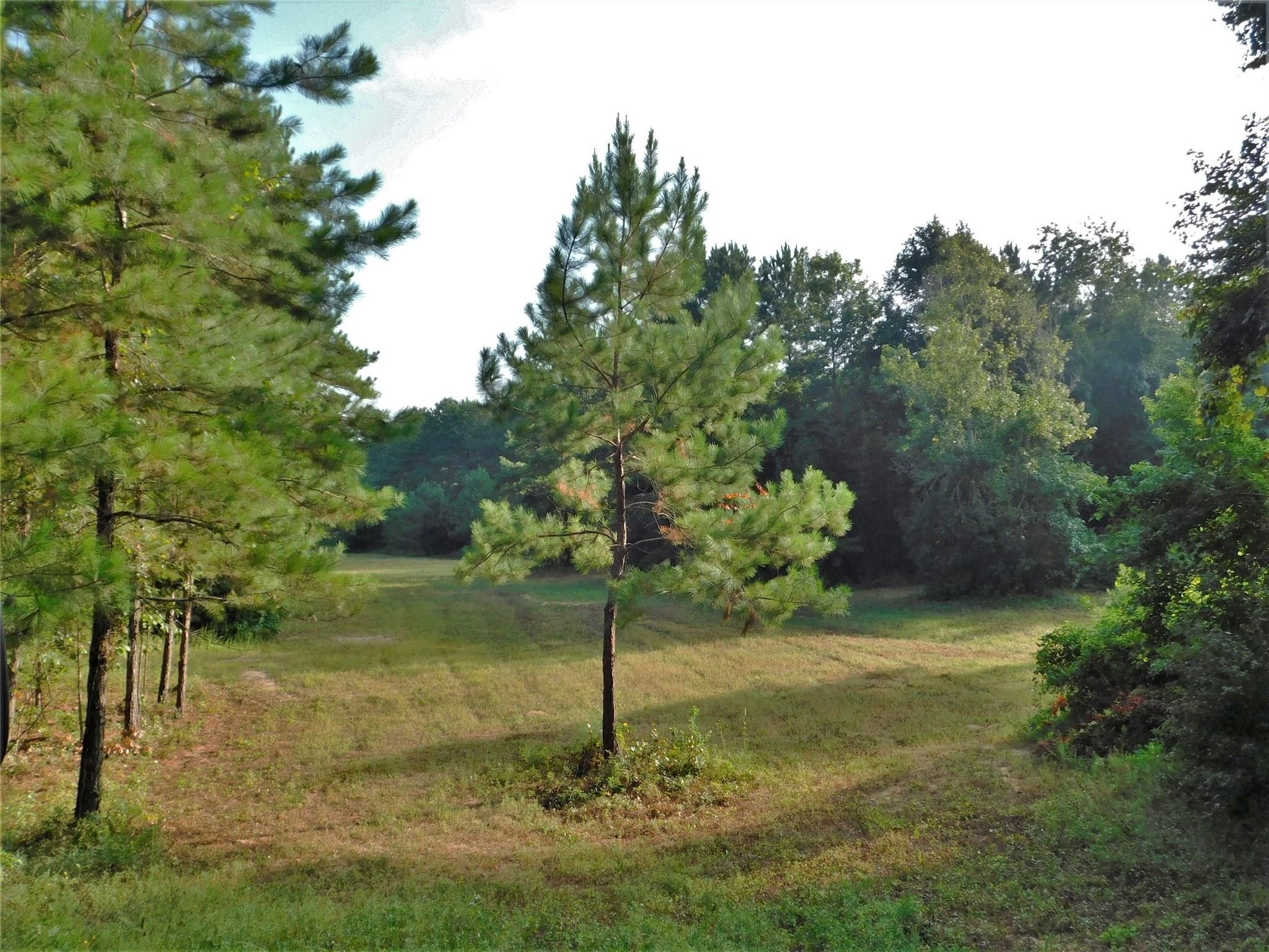 11914 Browder Traylor Road Conroe, TX 77303 - Photo 12 of 14 a view of a garden