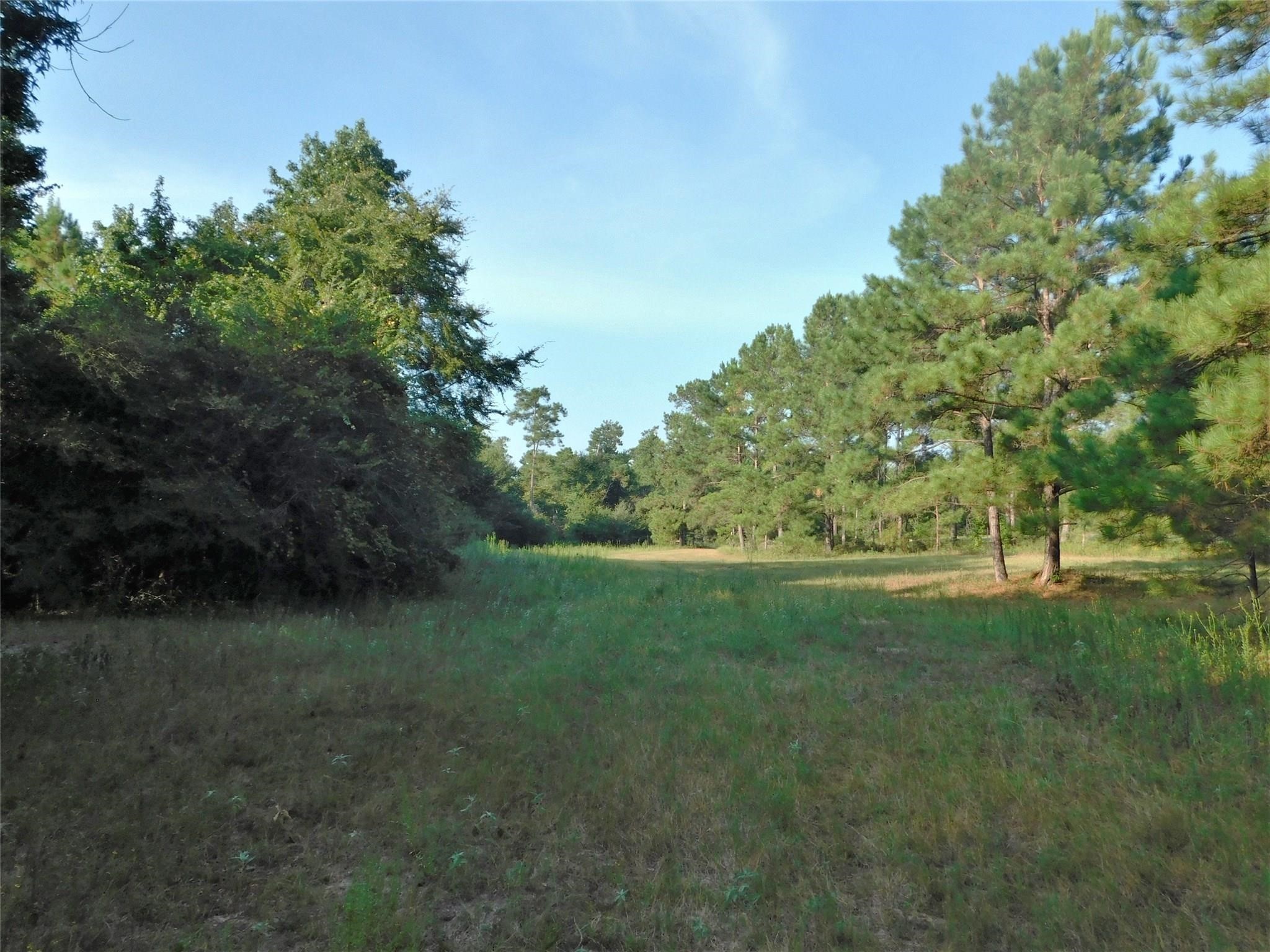 11914 Browder Traylor Road Conroe, TX 77303 - Photo 13 of 14 a view of outdoor space and yard