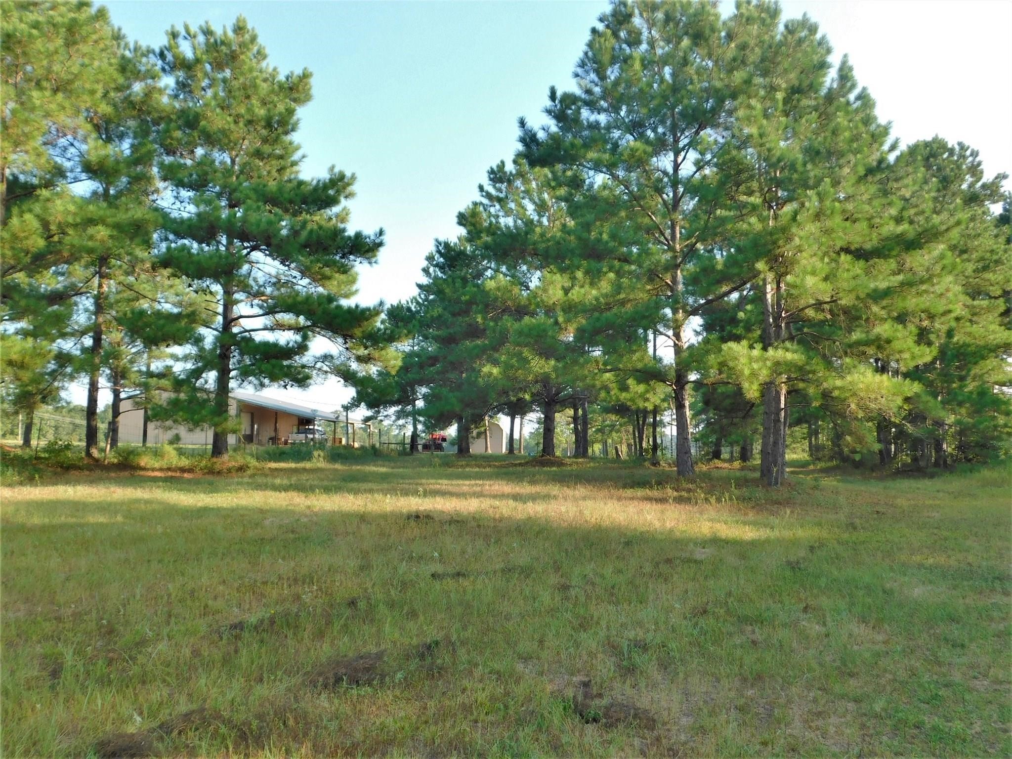 11914 Browder Traylor Road Conroe, TX 77303 - Photo 9 of 14 a big yard with lots of trees