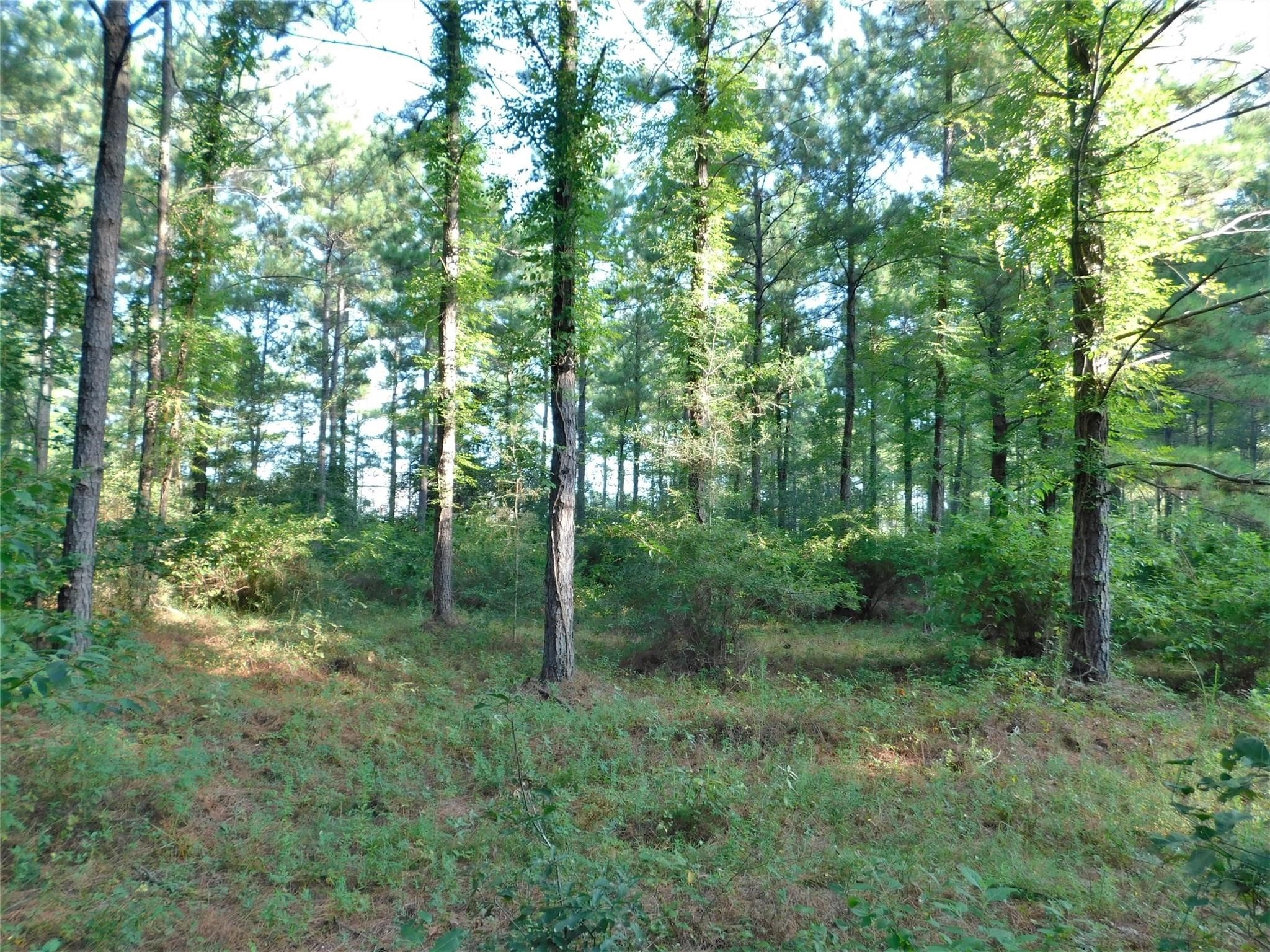 11914 Browder Traylor Road Conroe, TX 77303 - Photo 10 of 14 a view of outdoor space and green space