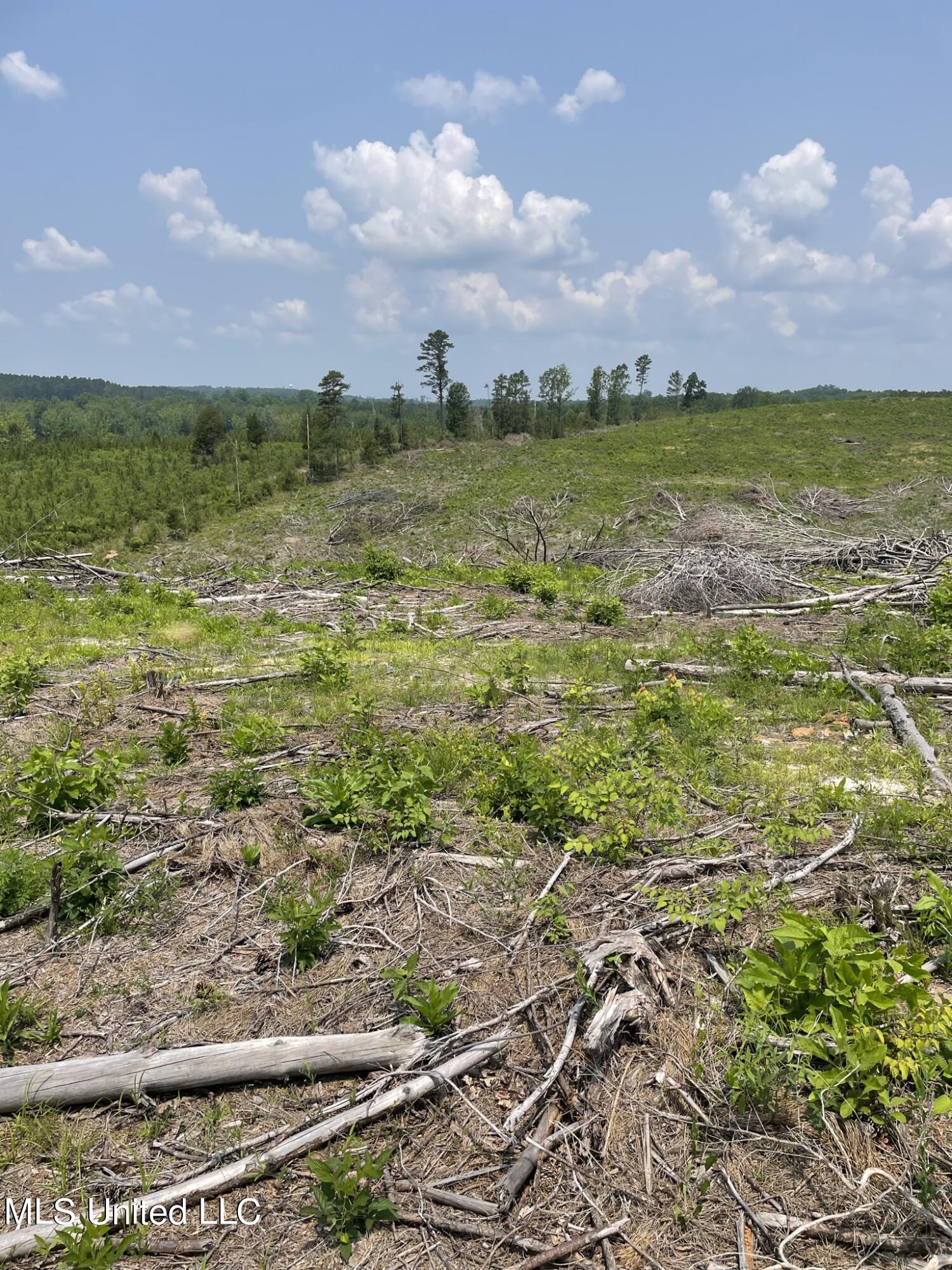 Hendrix/pine Grove Road Coffeeville, MS 38922 - Photo 6 of 17 IMG_6030 154e