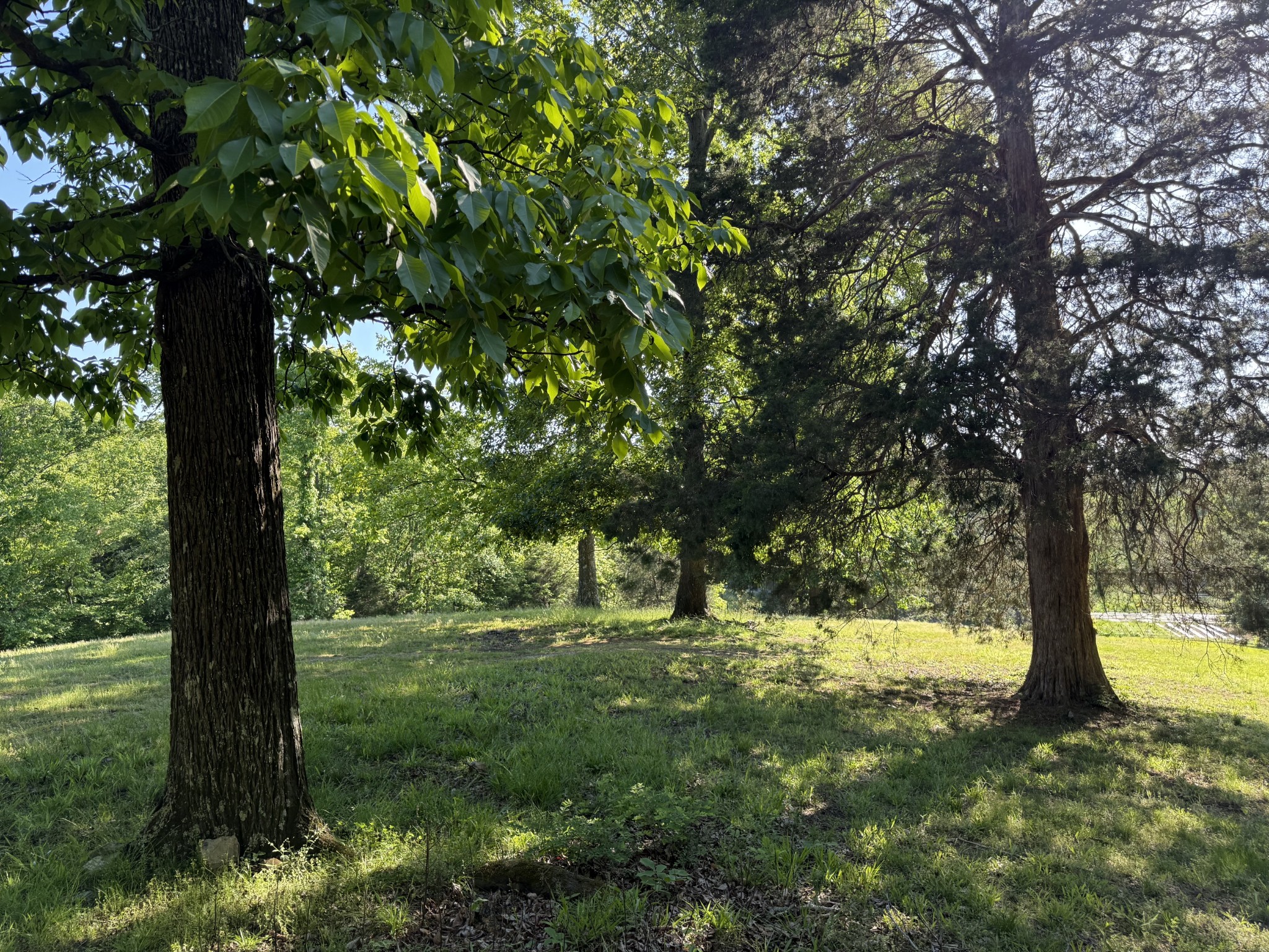 0 Poplar Grove Road McEwen, TN 37101 - Photo 24 of 51 a view of swimming pool with a tree