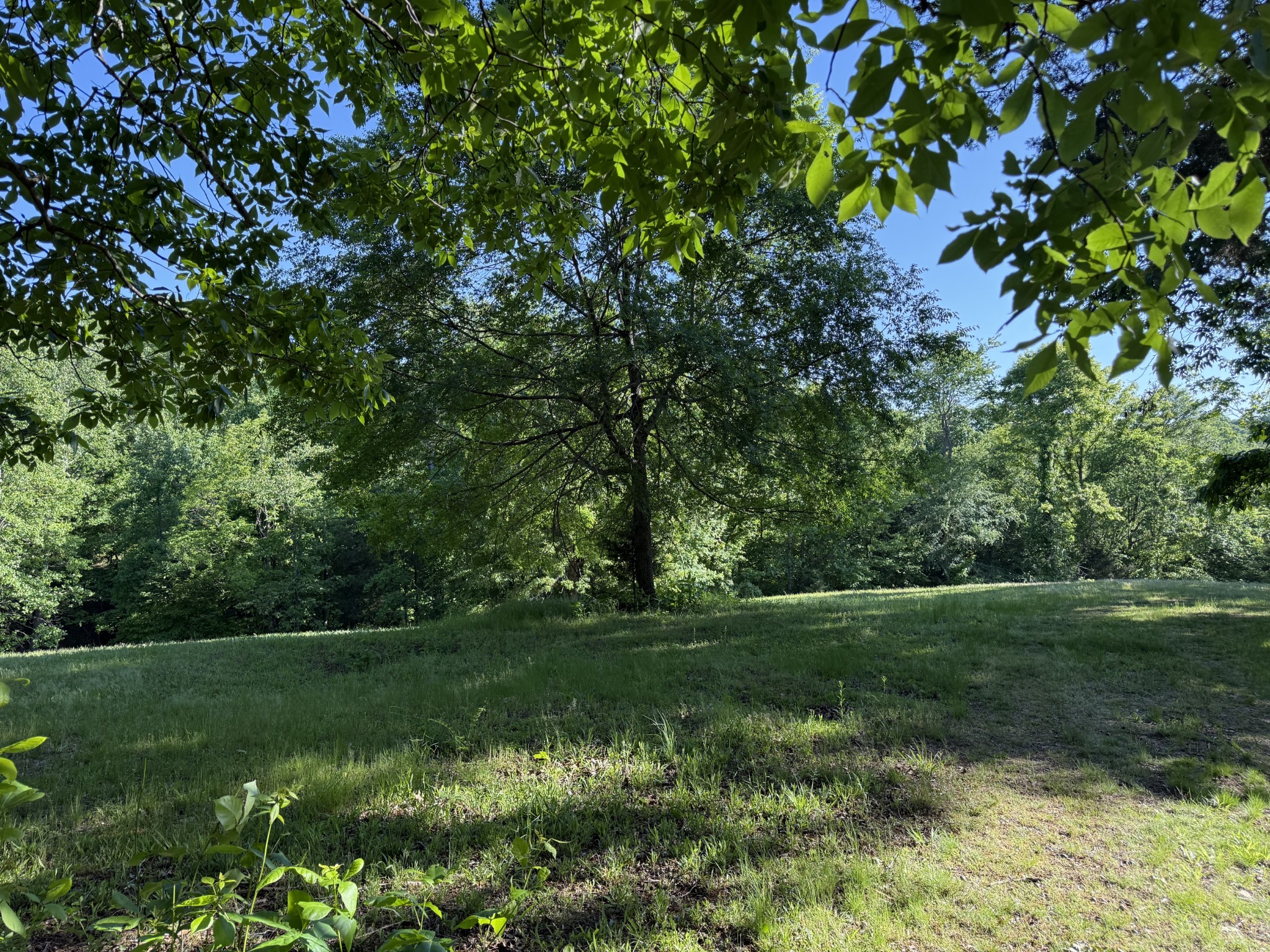 0 Poplar Grove Road McEwen, TN 37101 - Photo 27 of 51 a view of a garden with a tree