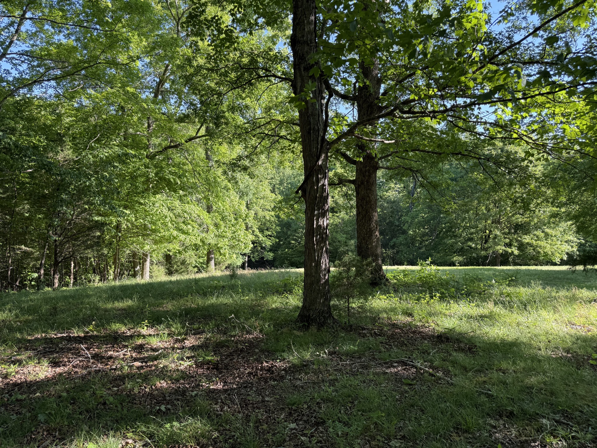 0 Poplar Grove Road McEwen, TN 37101 - Photo 30 of 51 a view of a park