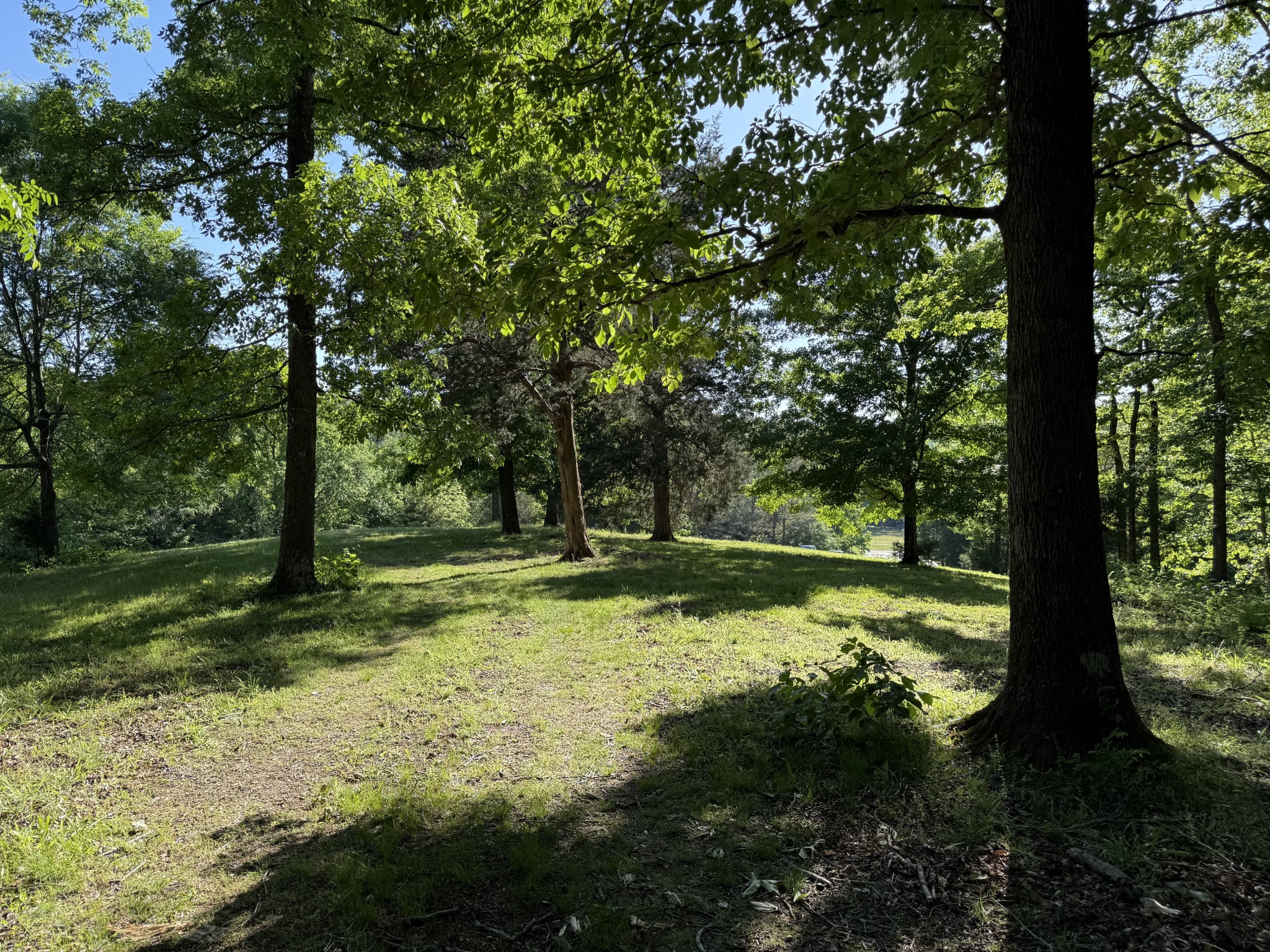 0 Poplar Grove Road McEwen, TN 37101 - Photo 32 of 51 a view of a tree in a yard