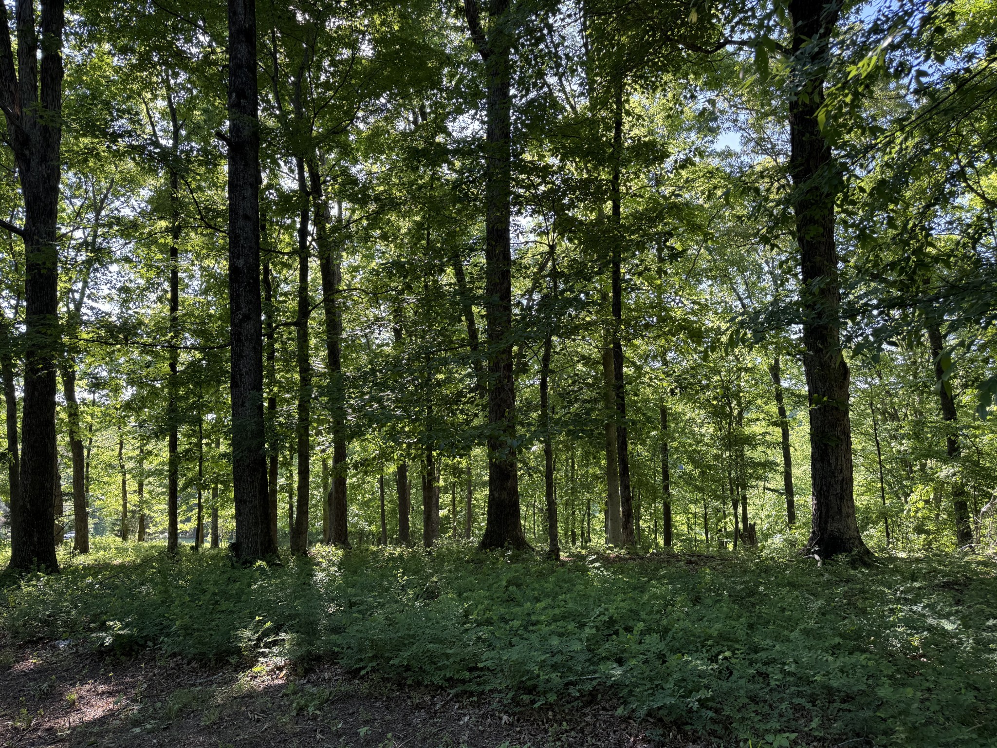0 Poplar Grove Road McEwen, TN 37101 - Photo 33 of 51 a view of outdoor space and trees