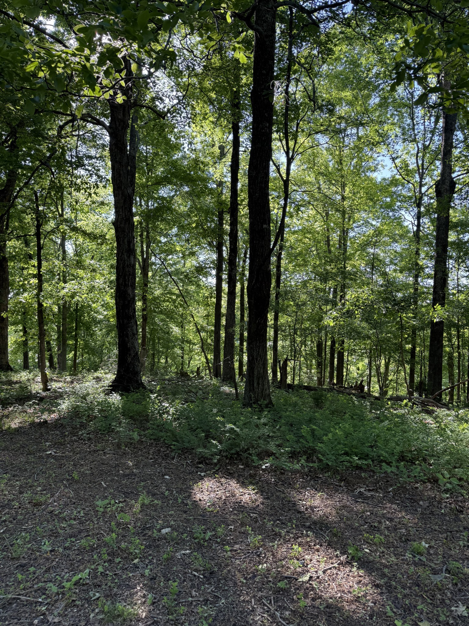 0 Poplar Grove Road McEwen, TN 37101 - Photo 34 of 51 a view of a trees with a yard
