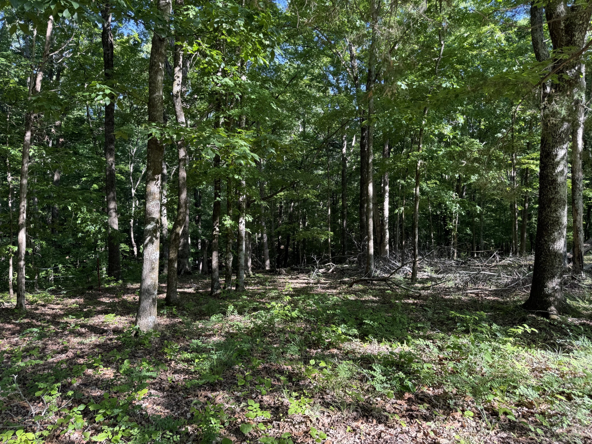 0 Poplar Grove Road McEwen, TN 37101 - Photo 38 of 51 a view of outdoor space with trees all around
