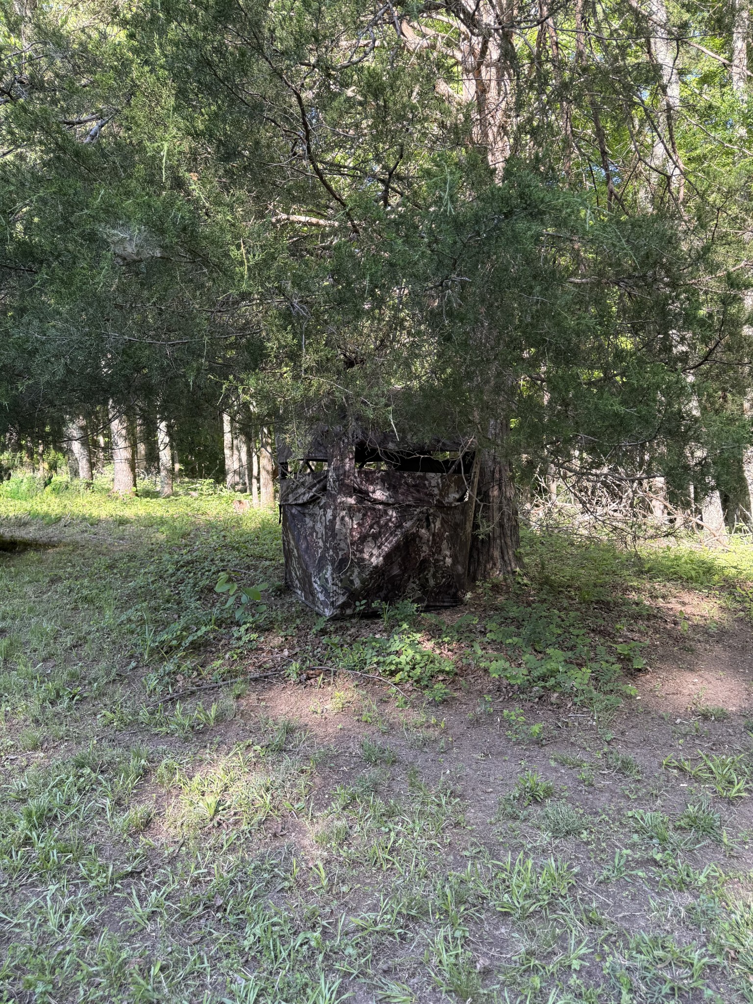 0 Poplar Grove Road McEwen, TN 37101 - Photo 40 of 51 a view of a yard with a tree