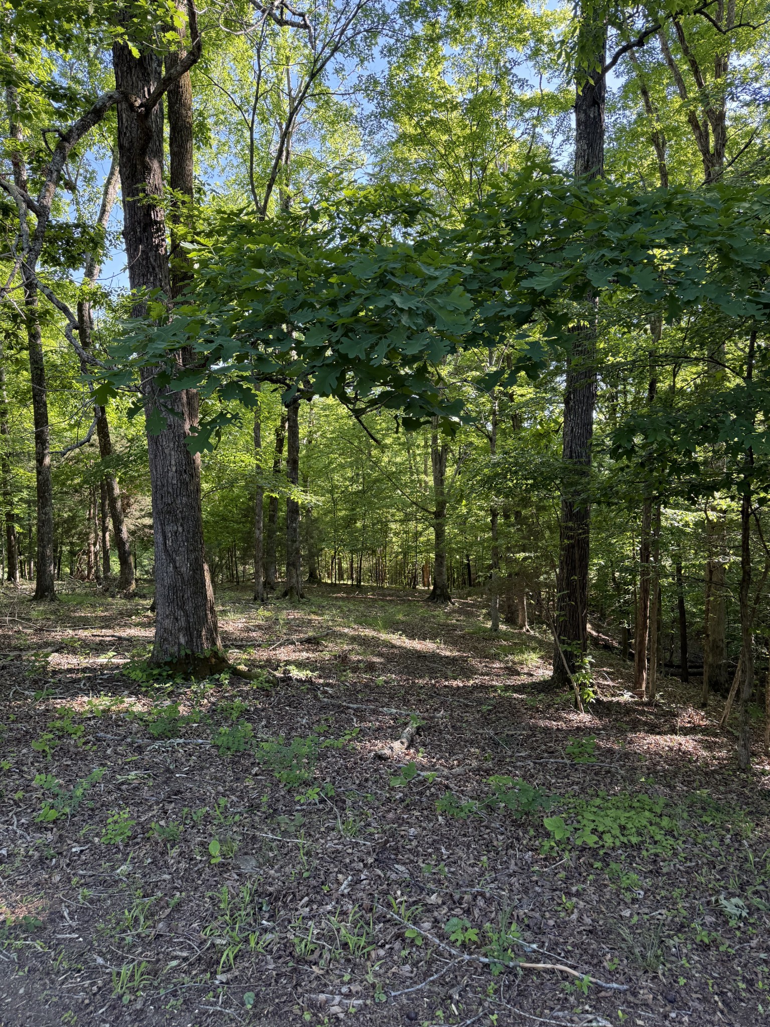 0 Poplar Grove Road McEwen, TN 37101 - Photo 43 of 51 a view of outdoor space with trees