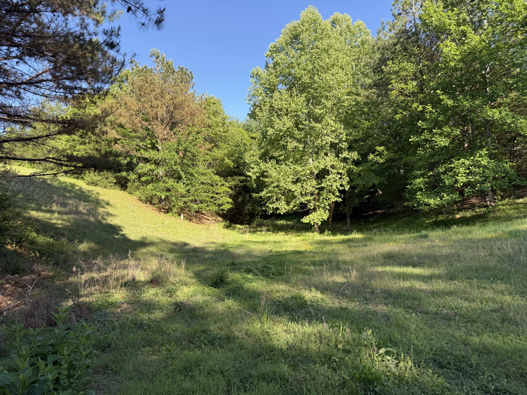 0 Poplar Grove Road McEwen, TN 37101 - Photo 10 of 51 a view of a yard with plants and large trees
