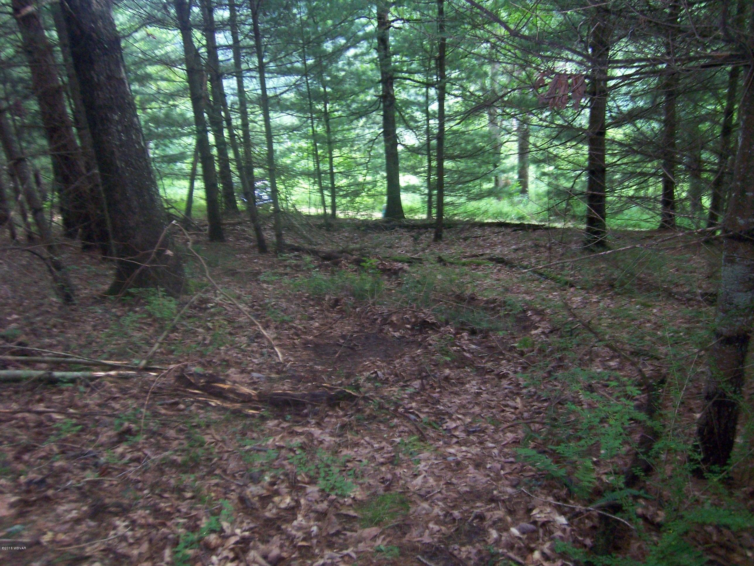120 Bonnell Cemetery Road Slate Run, PA 17769 - Photo 1 of 13 WOODED LOT