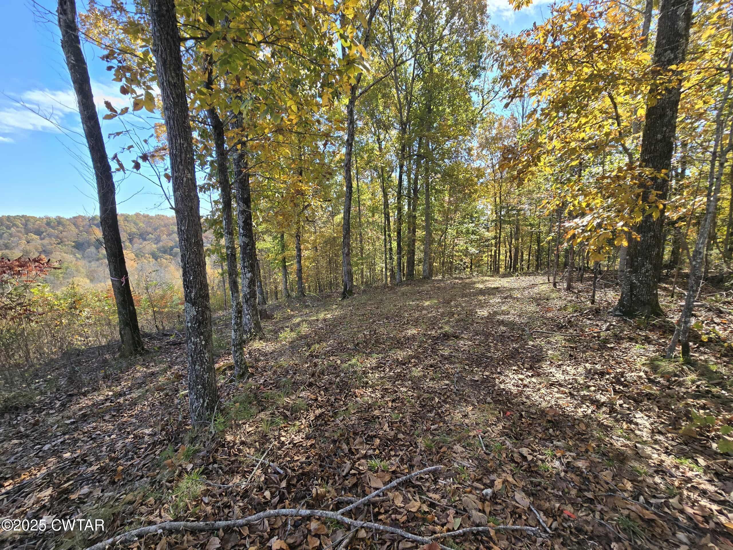 263 Porter Hollow Road Linden, TN 37096 - Photo 18 of 20 a view of a forest with trees