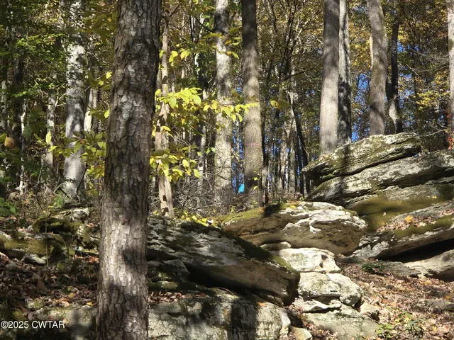 a view of a yard with plants and trees