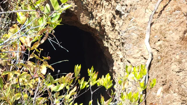 a view of flowers and tree in a yard