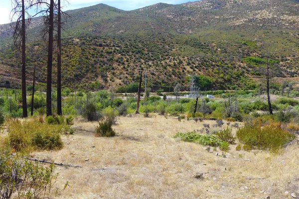 a view of a yard with a tree