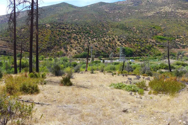 a view of a yard with a tree