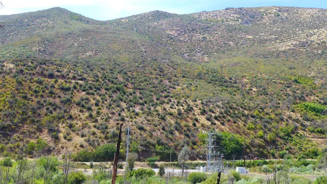 a view of a city with lush green forest