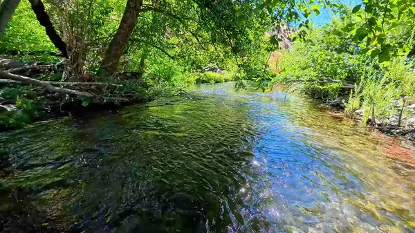 a view of a lake with a tree