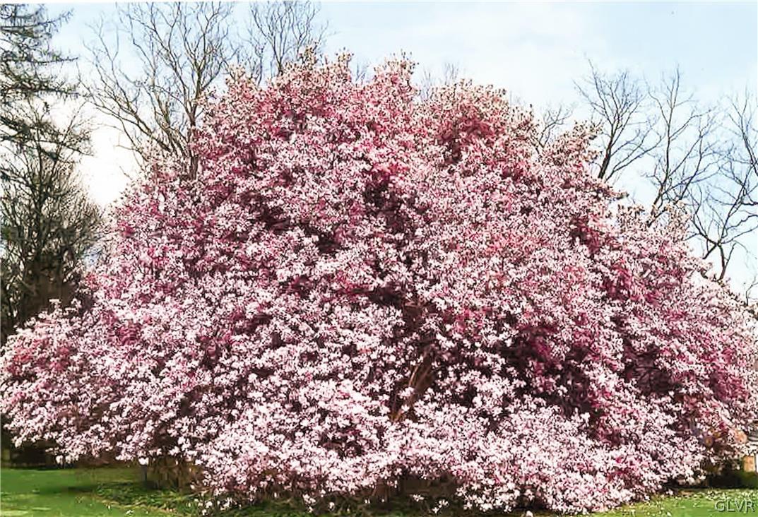 1655 White Acre Drive Bethlehem, PA 18015 - Photo 39 of 39 a view of a yard with a tree
