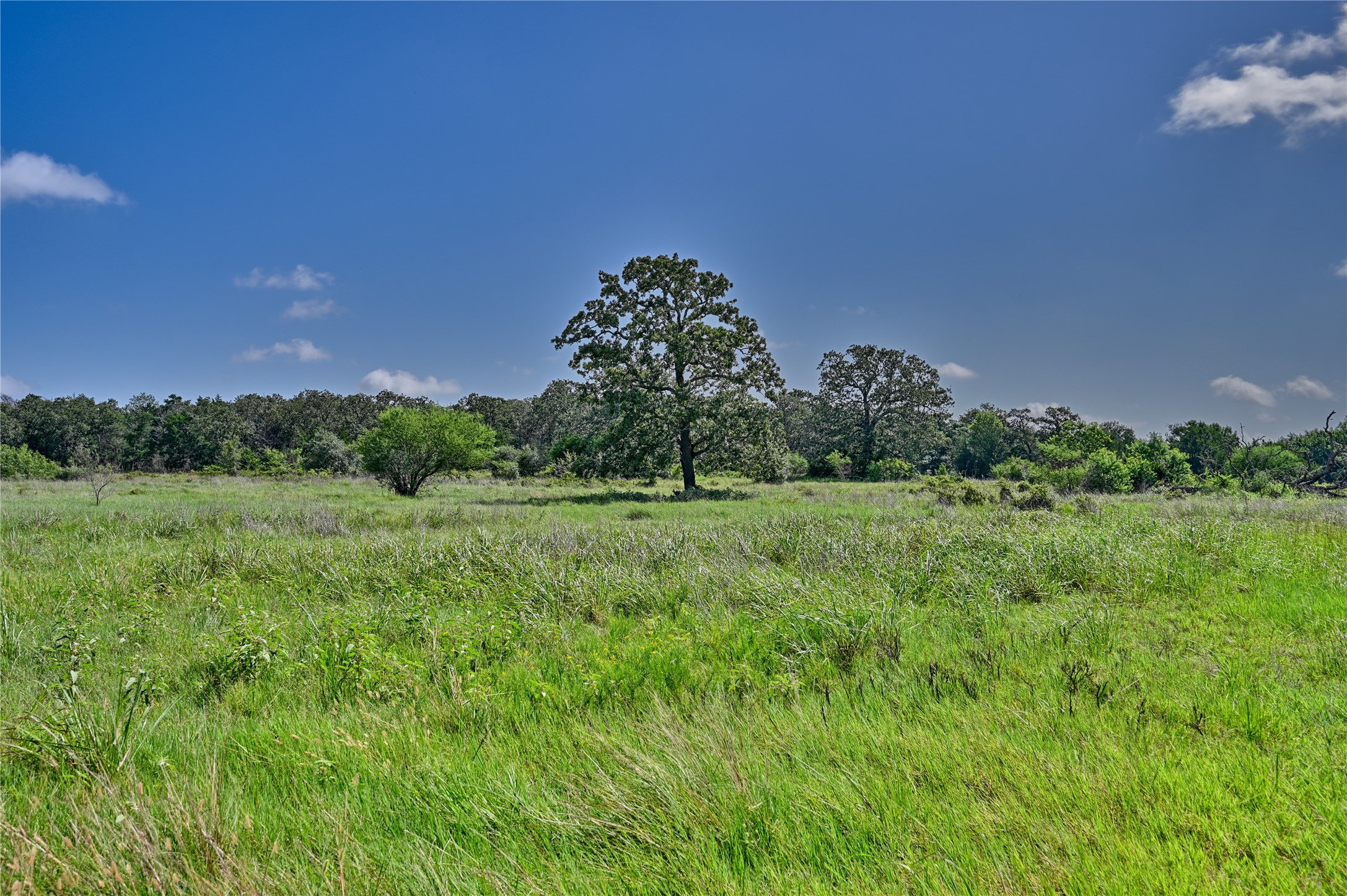 514 Trailer Park Road Carmine, TX 78932 - Photo 15 of 19 a view of a big yard with a tree