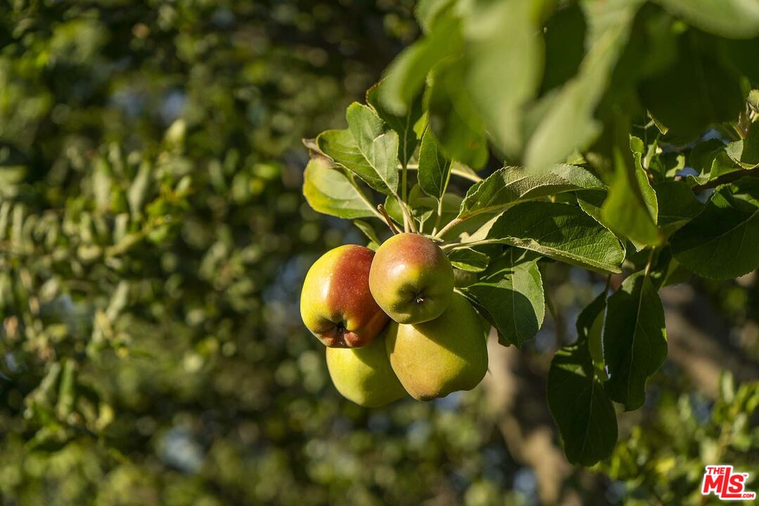20370 Skyhawk Lane Topanga, CA 90265 - Photo 34 of 43 a close up of a plant in a garden