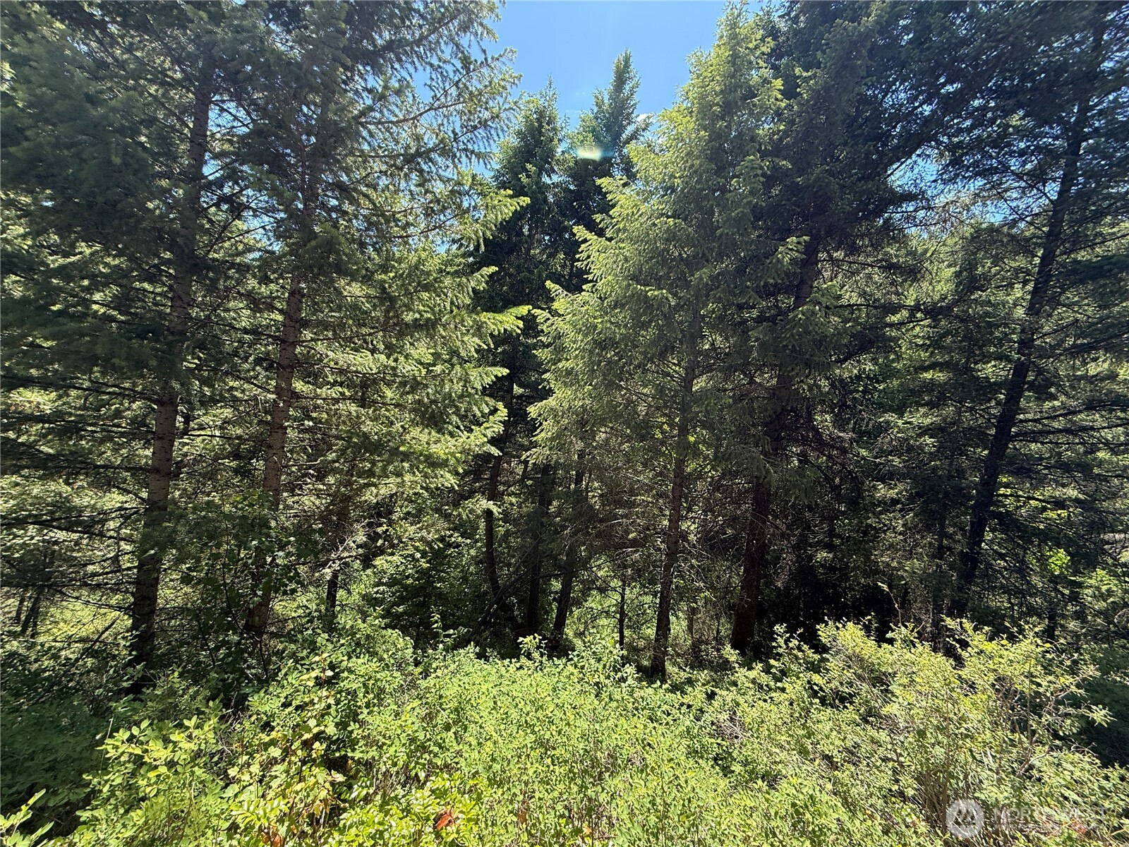 -tbd Toroda Creek Road Wauconda, WA 98859 - Photo 2 of 23 a view of a garden