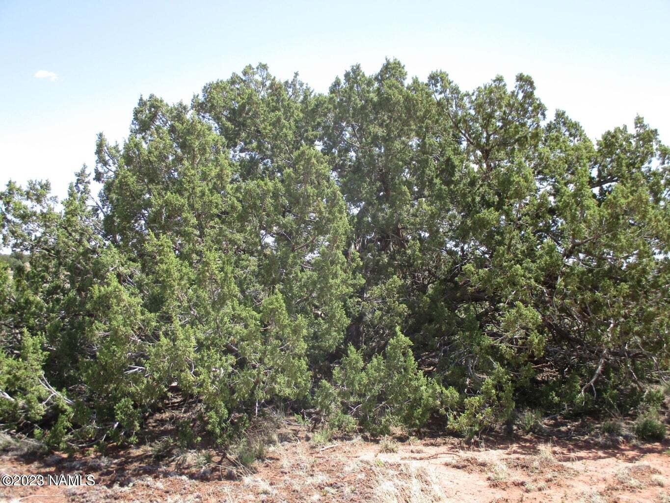 7774 Lasso Loop, Unit 446 Williams, AZ 86046 - Photo 5 of 23 20220508193353207536000000-o