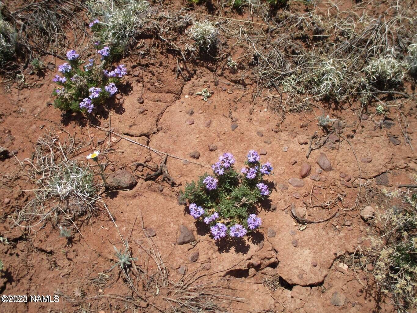 7774 Lasso Loop, Unit 446 Williams, AZ 86046 - Photo 6 of 23 20220508193445531053000000-o