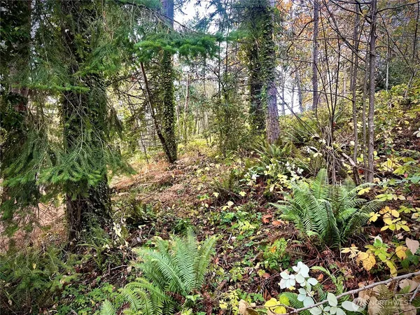a view of a tree with lots of bushes