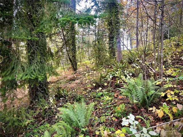 a view of a tree with lots of bushes