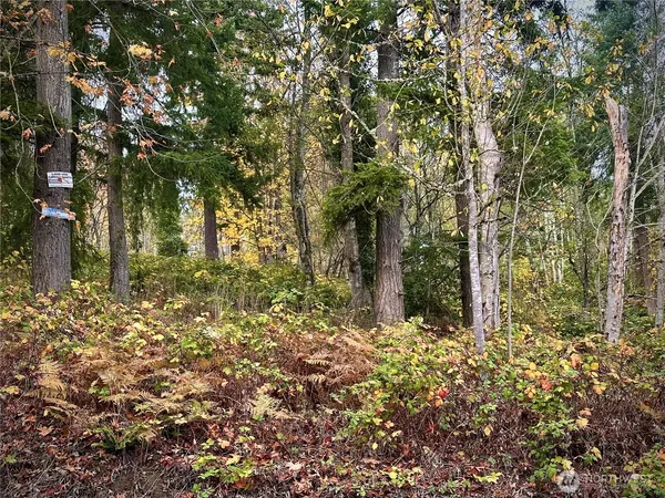a view of a yard with plants and large trees