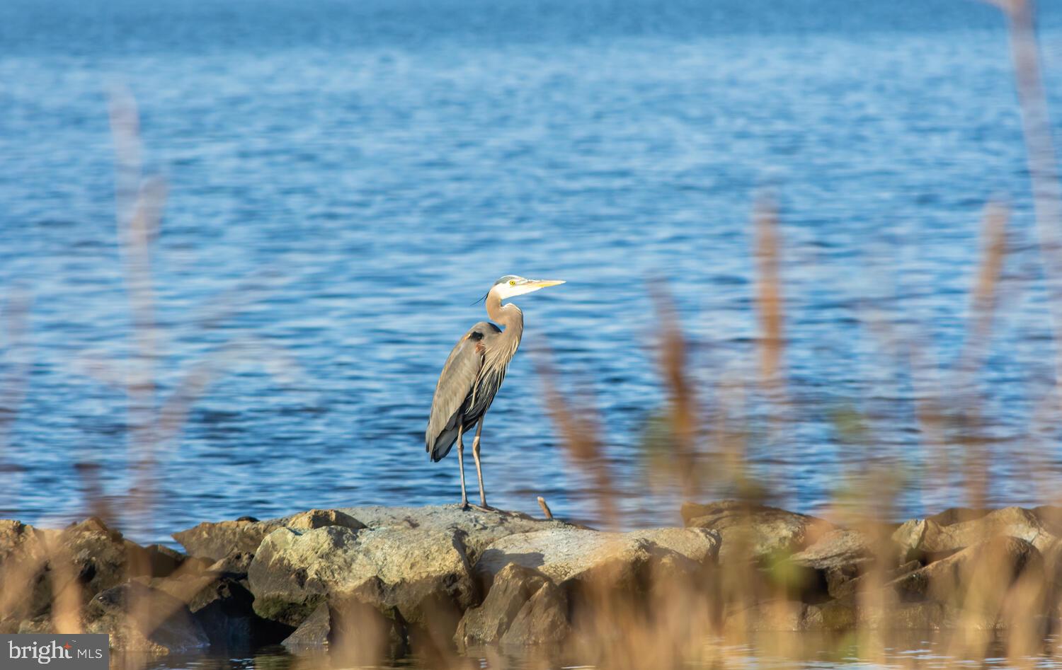 34 Riverside Drive Cambridge, MD 21613 - Photo 60 of 64