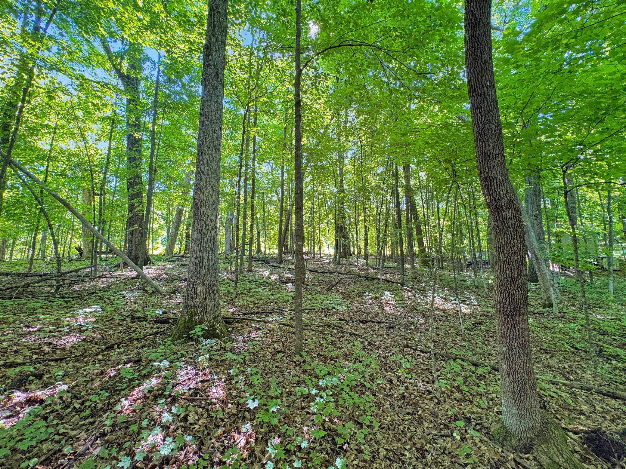 Tbd 85th Street Frederic, WI 54837 - Photo 10 of 11