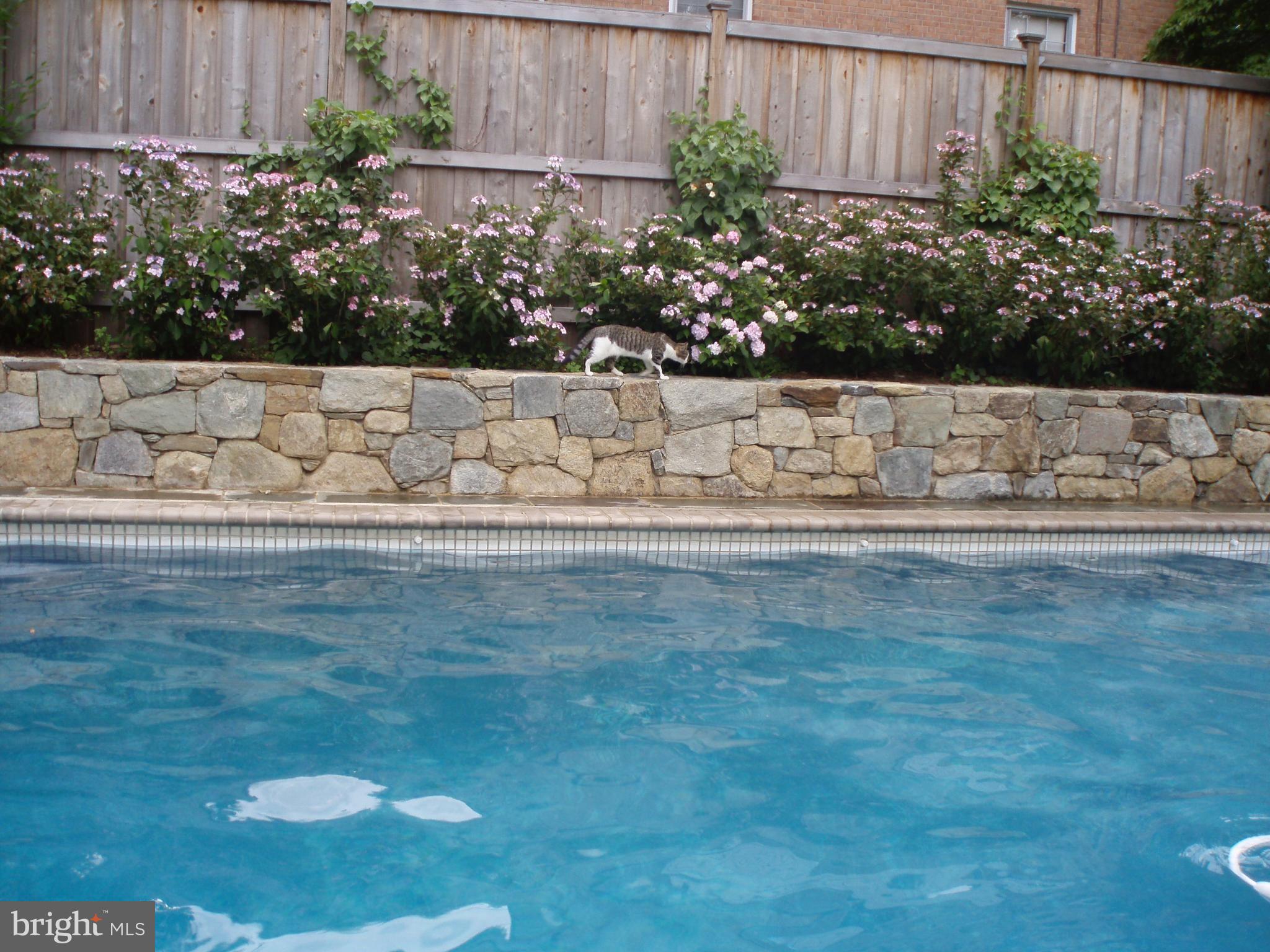 6800 Glenbrook Road Bethesda, MD 20814 - Photo 9 of 30 a view of a garden