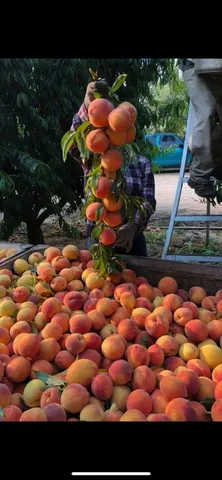 $1,155,000 | 0 Tanaka, Livingston, CA 95334