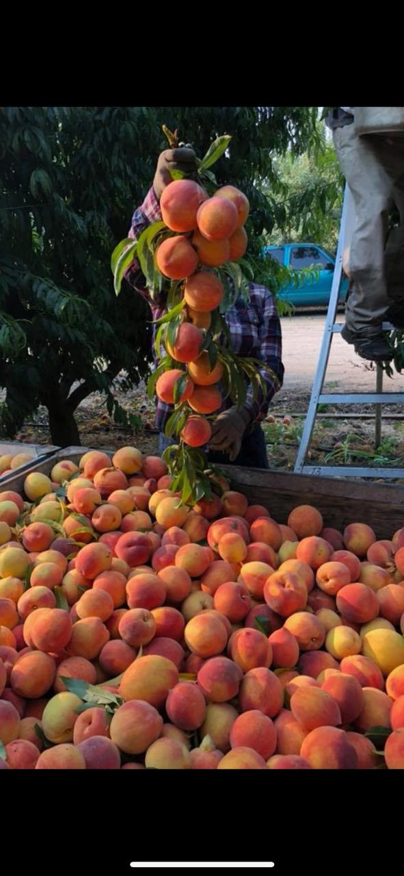 0 Tanaka Livingston, CA 95334 - Photo 2 of 2