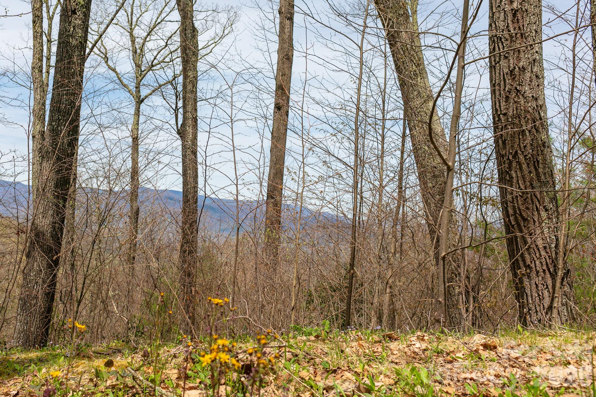 Lot 2 Heritage Ridge Road Burnsville, NC 28714 - Photo 5 of 14 a backyard of a house with lots of green space