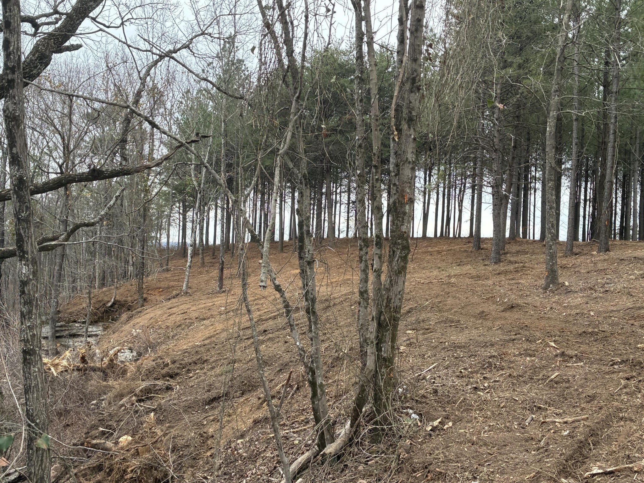 4690 Split Rail Way Whiteside, TN 37396 - Photo 12 of 43 a view of backyard with tree