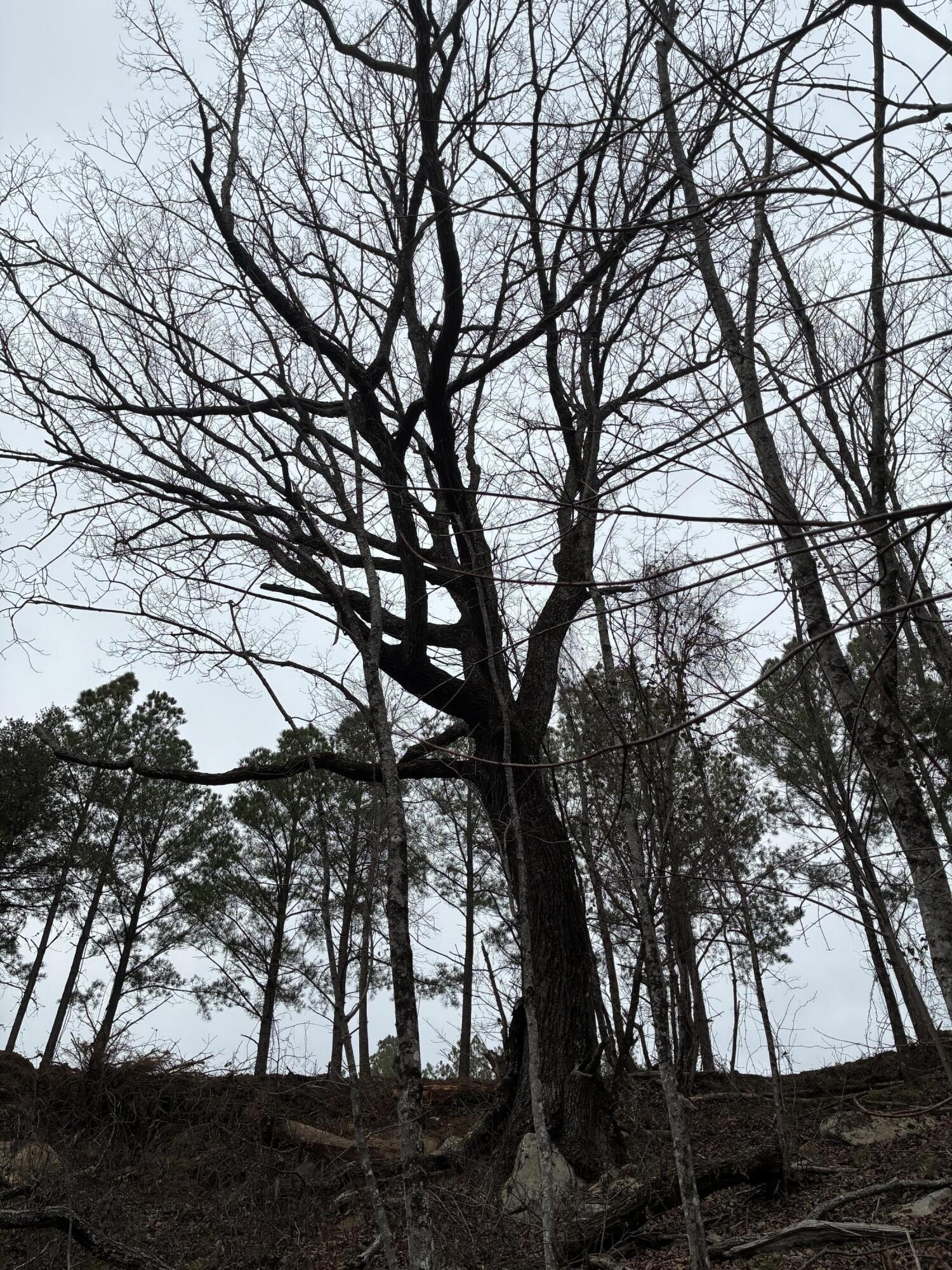 4690 Split Rail Way Whiteside, TN 37396 - Photo 15 of 43