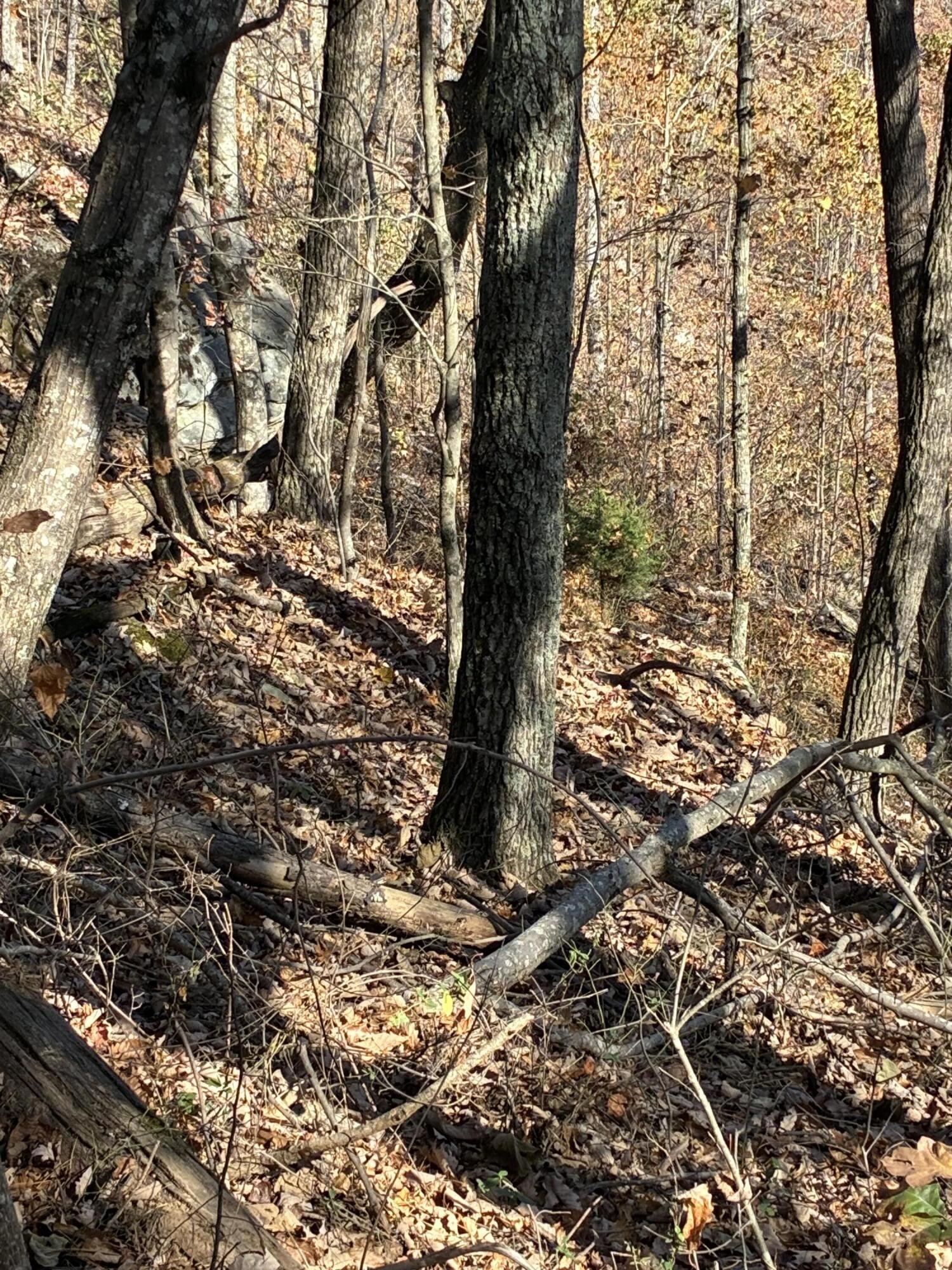 4690 Split Rail Way Whiteside, TN 37396 - Photo 16 of 47 a view of outdoor space
