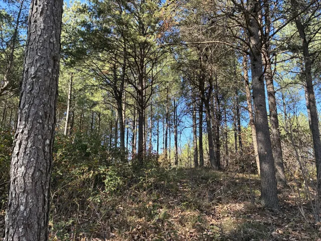 a view of trees covered with snow in outdoor space