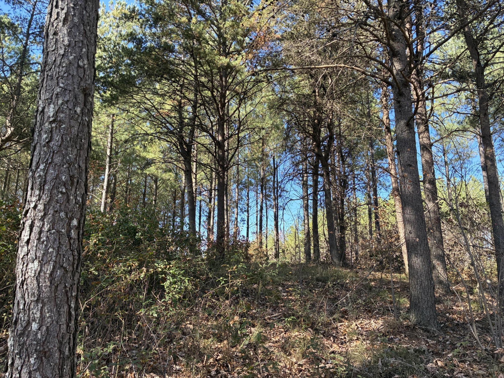 4690 Split Rail Way Whiteside, TN 37396 - Photo 18 of 47