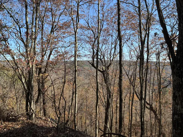 a view of a yard in a forest